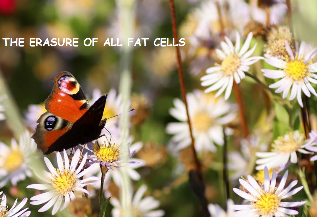 Erasure fat cells